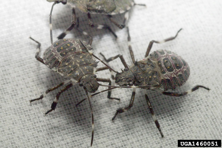 Are Stink Bugs Poisonous? Stink Bug Facts