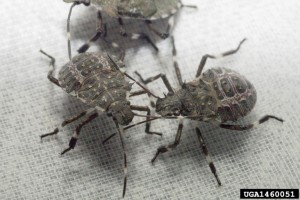 What are Stink Bugs?
