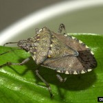 Brown_marmorated_stink_bug_adult