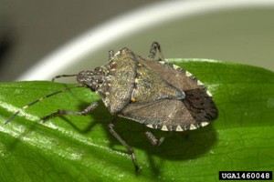 Sink Bug on a leaf