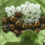 Stink Bug Eggs