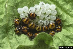 Stink Bug Eggs