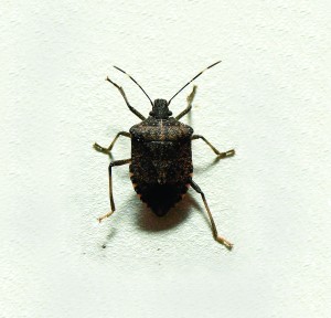 Stink Bug