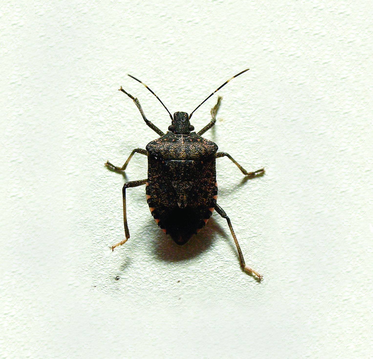 Keep Stink Bugs Out Of Your Home!