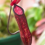 stink bug weapon - pitcher plant