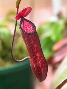 stink bug weapon - pitcher plant