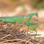 Stink bug hunter- Praying Mantis