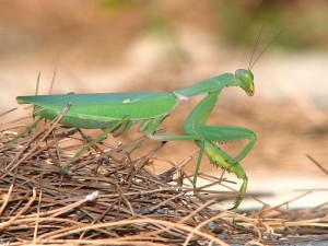 Stink bug hunter- Praying Mantis