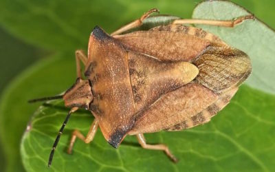 Best Methods to Get Rid of Stink Bugs!