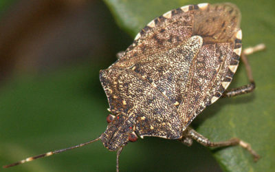 Where Do Stink Bugs Come From? Stink Bug Facts