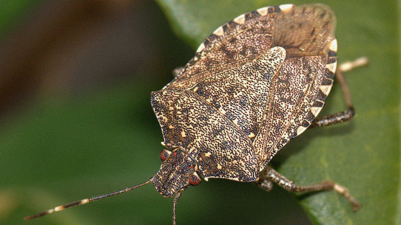 Where Do Stink Bugs Come From? Stink Bug Facts