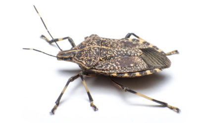 Stink Bugs In House?  Get them out!