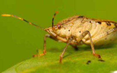 Stink Bugs in Autumn: Why Fall Means More Pests