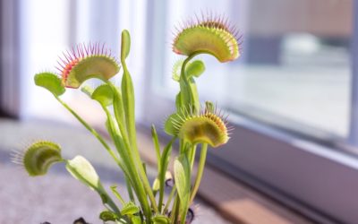 Do Venus Fly Traps Eat Stink Bugs?